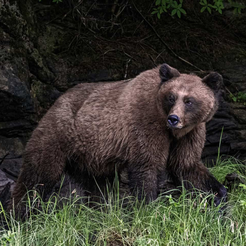 Honour Award William Bickle Grizzly Prowling