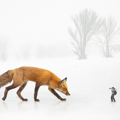 Honour Award - Yves Keroack - Too Close For Comfort