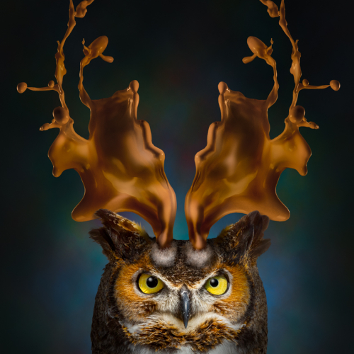 Honour Award - Yves Keroack - The Real Horned Owl