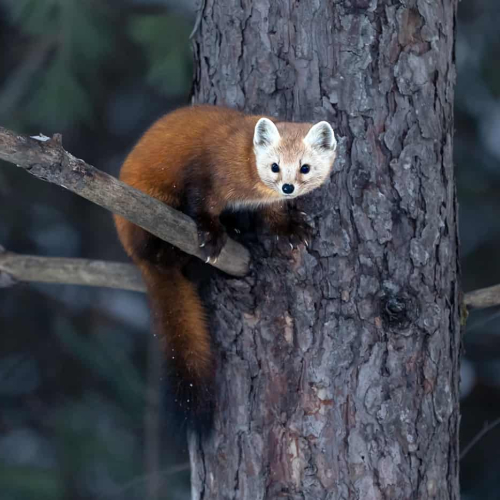 Honour Award Zhenhuan Zhou ANI Pine Marten