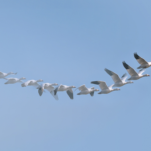 Honour Award Marianna Armata Snow Goose Flight Path