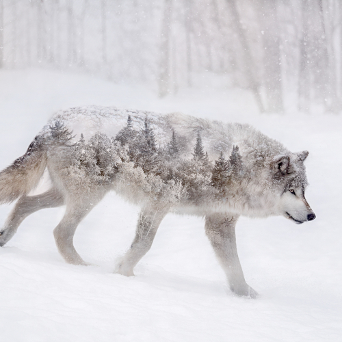 Honour Award - Marianna Armata - Wolfs World