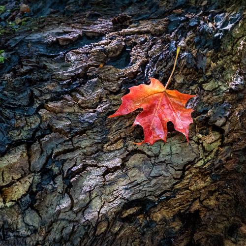 Honour Award Marianna Armata Red Maple
