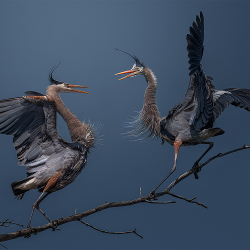 Honour Award Ben Liu Chicken Dance Of Great Blue Heron
