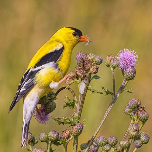 Honour Award Geoff Dunn American Goldfinch Feeding On Thistle