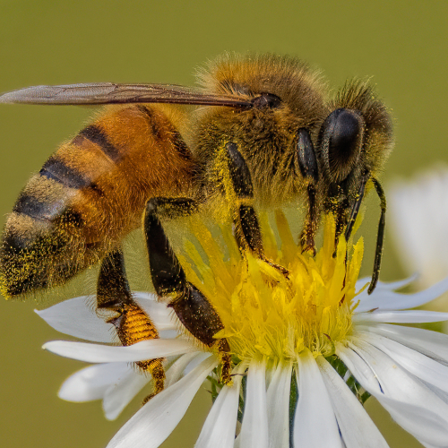 Honour Award Geoff Dunn Honey Bee Cross Pollenating