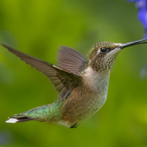 Honour Award Geoff Dunn Ruby Throated Hummingbird