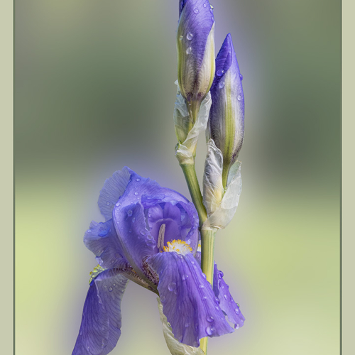 Honour Award Kathy Heykoop Dreamy Purple Iris