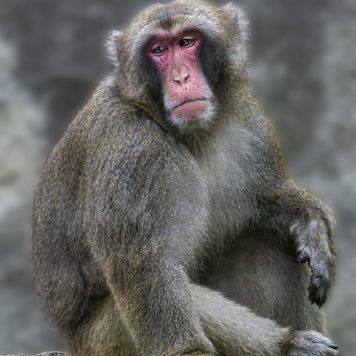 Honour Award Kathy Heykoop Pensive Macaque