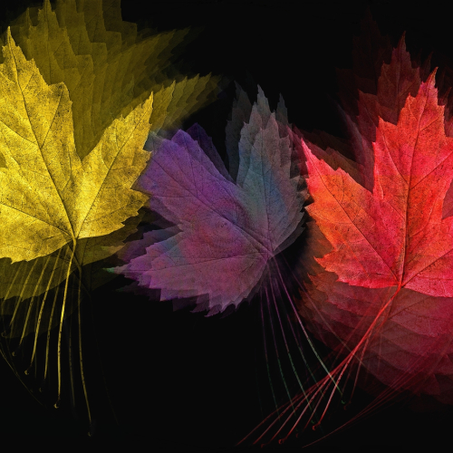 Honour Award Laura Ranallo Changing Of The Leaves