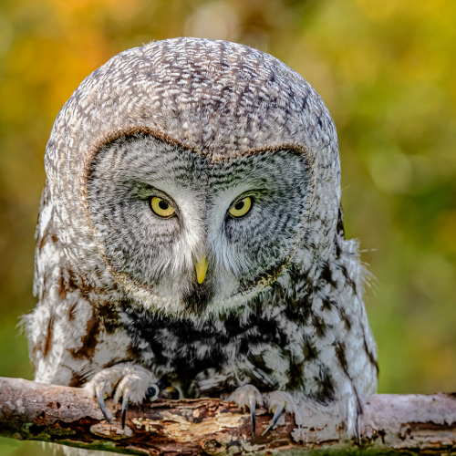 Honour Award Phillip Shapiro Great Grey Owl In The Fall
