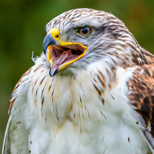Honour Award Phillip Shapiro Peregrine Falcon