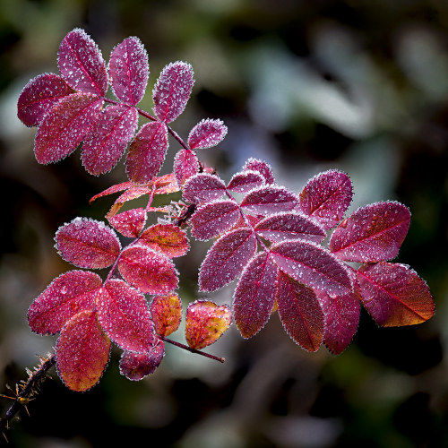Honour Award Steve Wilson Melting Frost