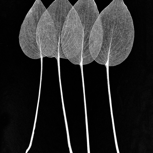 Honour Award Sylvia Rourke Delicate Curves And Lines