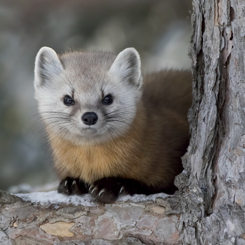 Honour Award Trillium Photo Club Patricia Wintemute Pine Marten Algonquin