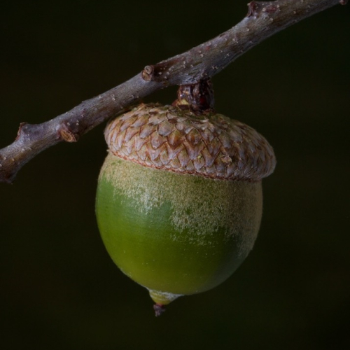 Leslie French  Fruit Of The Oak