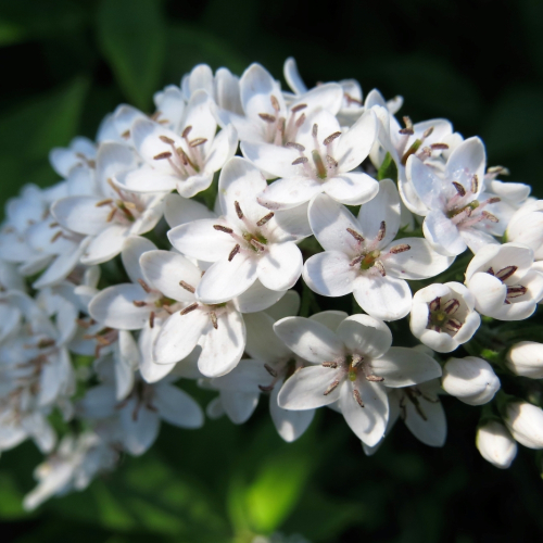LouiseChapman  Gooseneck Loosestrife