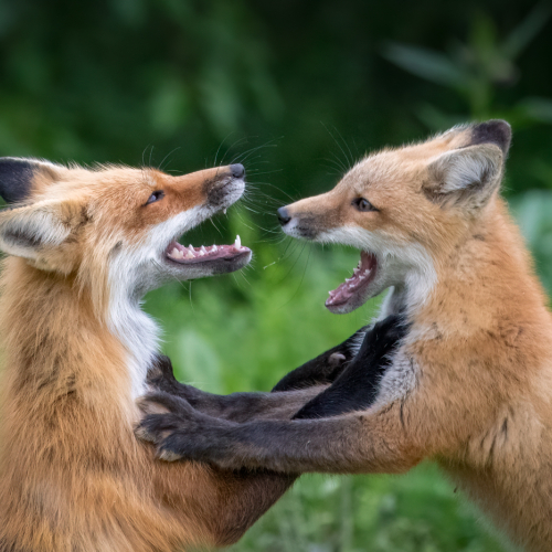 Lynn Fergusson   Mom And Kit Playtime