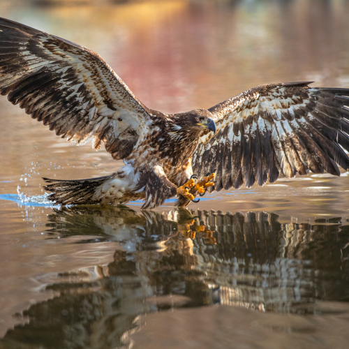 Michael Winsor Bird Of Prey Reflection