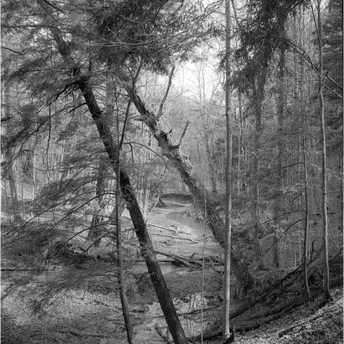 SILVER MEDAL Hamilton Camera Club John Todd Dundas Conservation Area
