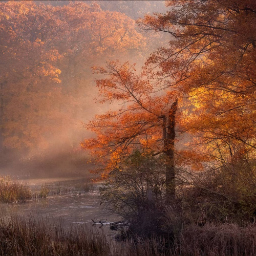 SILVER MEDAL Hamilton Camera Club Susan Breau Peaceful Morning