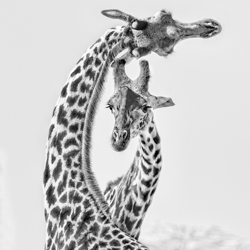 SILVER MEDAL Jiahua Elite Photography Association Hong Chen Dancing