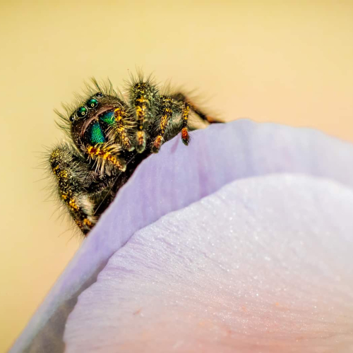 SILVER_MEDAL-Steven Zhou-Jumping Spider