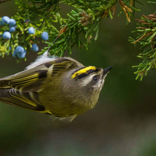 SILVER MEDAL - Trillium Photographic Club - Andy Langs - Golden Crowned Kinglet
