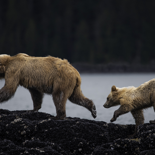 SILVER MEDAL - Trillium Photographic Club - Carey Hope - Grizzly And Cub