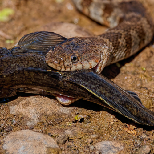 SILVER MEDAL - Trillium Photographic Club - Geoffrey Dunn - Watersnake Catches Fish