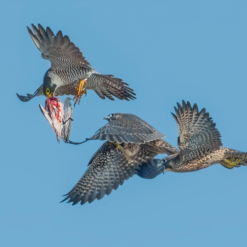 SILVER MEDAL - Trillium Photographic Club - Greg Alderson - Peregrine Fledglings Training