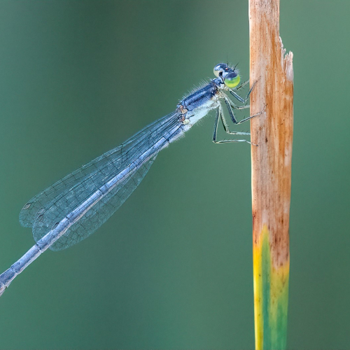 SILVER MEDAL Trillium Photographic Club - Kathryn Martin - Eastern Forktail Damselfly