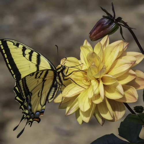 SILVER MEDAL Vernon Photography Club Bob Johnson Beautiful Visitor