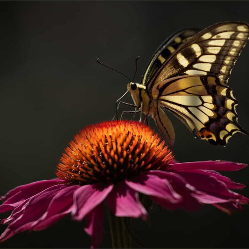 SILVER MEDAL Vernon Photography Club Suzanne Pask Inner Glow