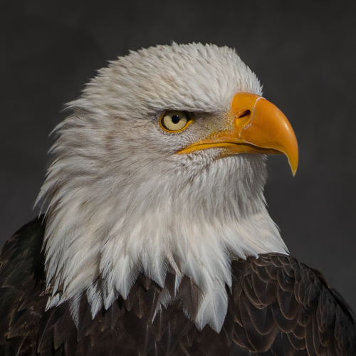 Silver Medal Daisy Lai Bald Eagle Portrait