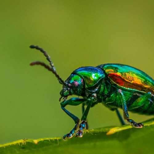 Silver Medal Daisy Lai Dogbane Beetle