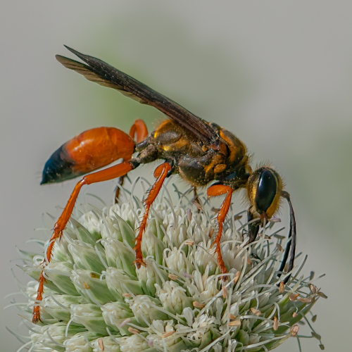 Silver Medal Daisy Lai Golden Digger Wasp