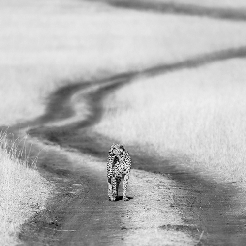 Silver Medal Jiahua Elite Photography Association Phillip Chang Prairie Trail