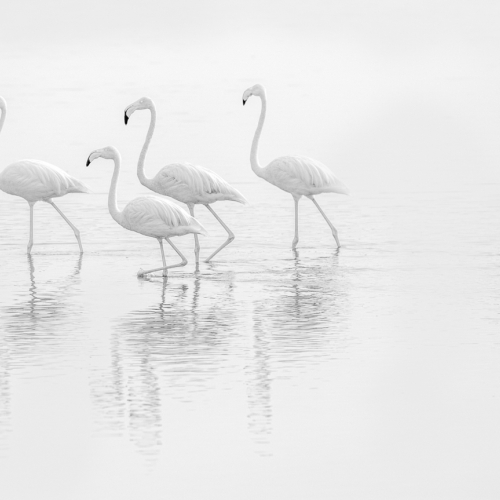Silver Medal London Camera Club Don Rycroft Flamingoes