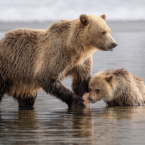 Silver Medal London Camera Club Julie Hay Grizzly Mom Feeding Cub