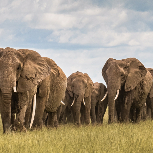 Silver Medal London Camera Club Kathy Karm Elephant Herd Amboseli Kenya