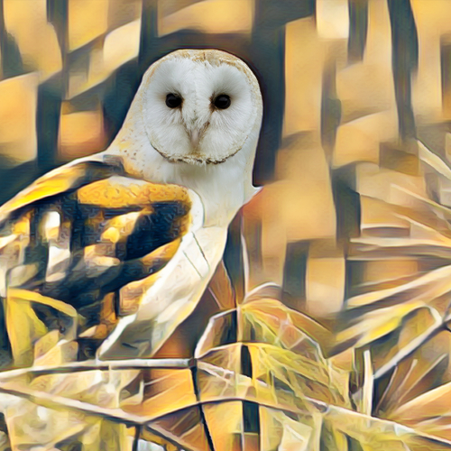 Silver Medal Rachel Bilodeau Barn Owl Abstract