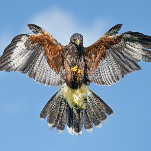 Silver Medal Richmond Hill Camera Club Kevin Kwong Harris Hawk Hovering