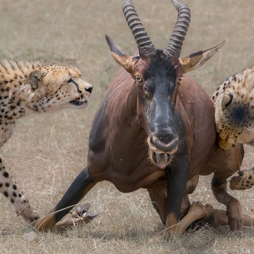 Silver Medal Yun Wang Cheetahs Hunting Topi
