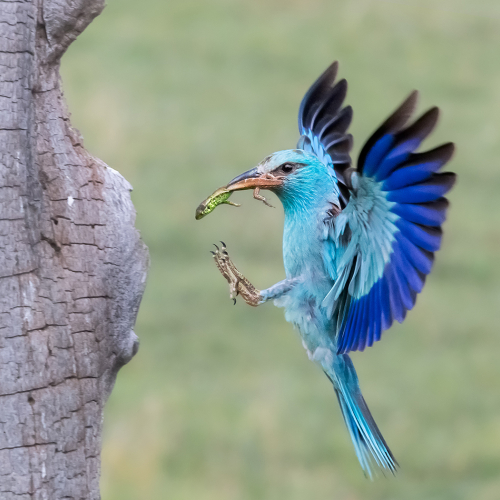 Silver Medal Yun Wang Eurpean Roller Caught A Lizard
