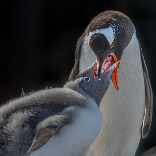 Silver Medal Yun Wang Gentoo Penguin Feeding