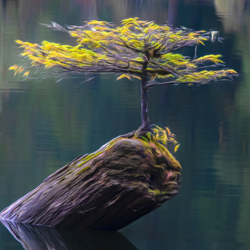Sliver Medal London Camera Club Laurie Milne Fairy Tree