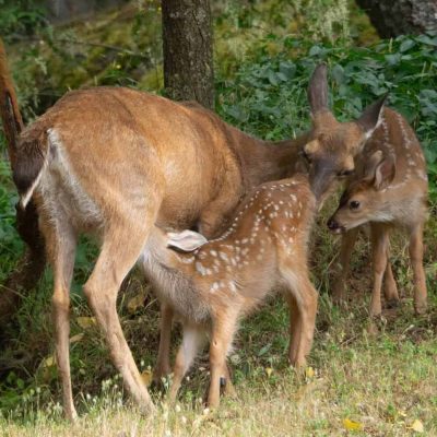 3. Deer