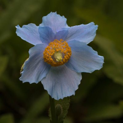 4. Blue Poppy